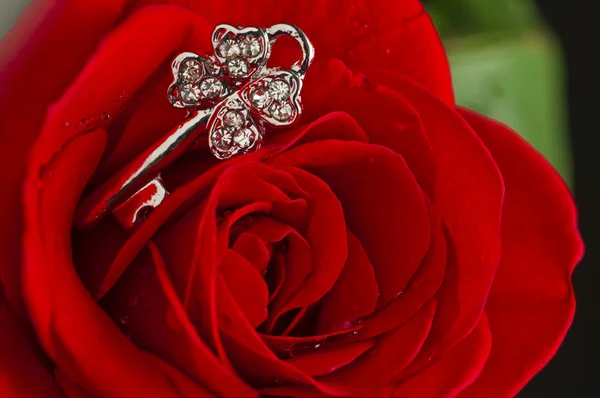 stock image Key jewel on red rose petals