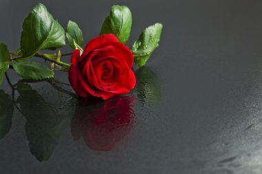 Red rose on a wet floor. clipart