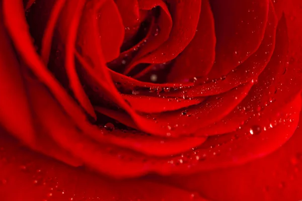 Czerwona róża pokryte rosą. — Zdjęcie stockowe