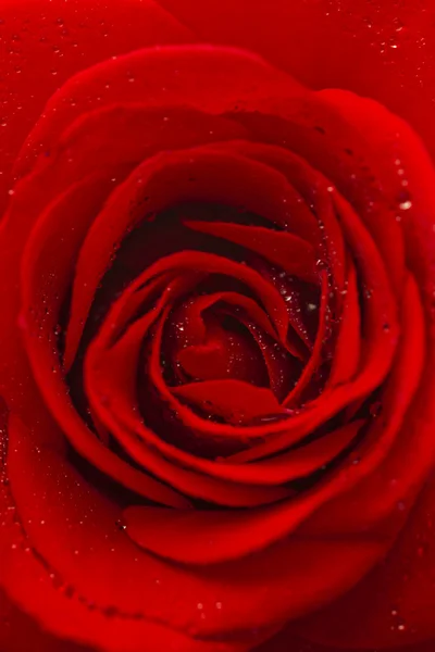 Rose rouge couverte de rosée . — Photo