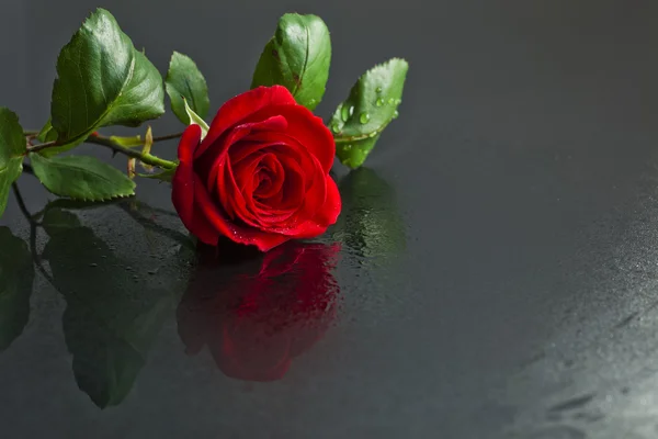 Rosa vermelha em um chão molhado . — Fotografia de Stock