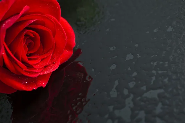 Primo piano di una rosa rossa. — Foto Stock