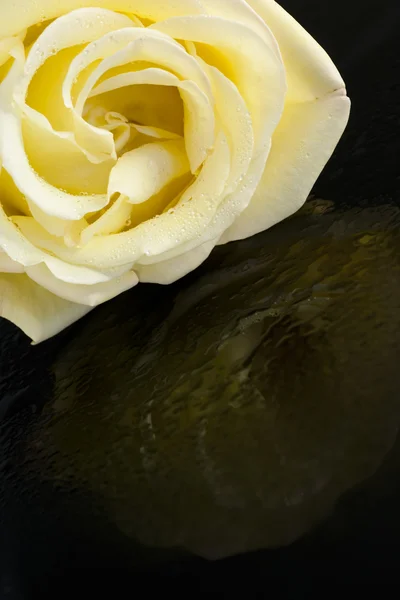 Gros plan d'une rose jaune. — Photo