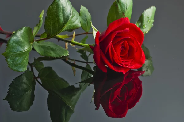 Red rose on a wet floor. — Stock Photo, Image