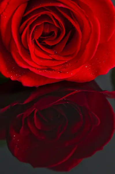 Close-up van een rode roos. — Stockfoto