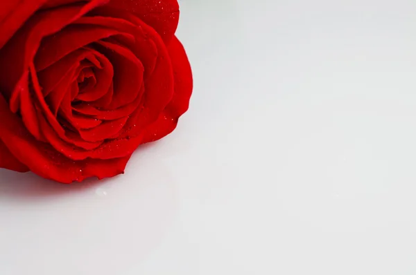 Rose rouge sur un sol mouillé . — Photo