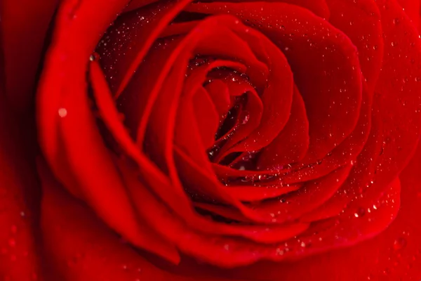 Красная роза, покрытая росой . — стоковое фото