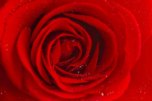 覆盖着露珠的红玫瑰. — 图库照片