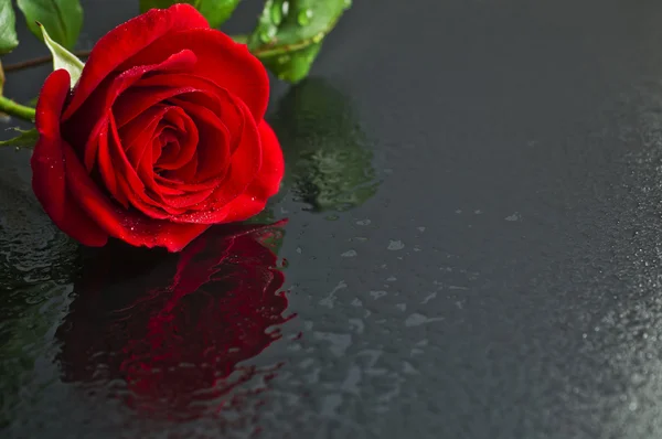 Czerwona róża na mokrej podłodze. — Zdjęcie stockowe
