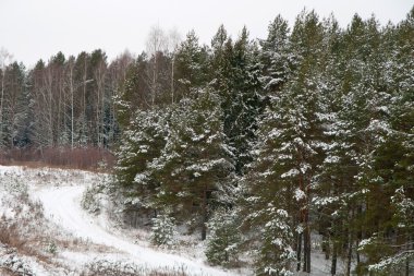 Kışın iğne yapraklı orman