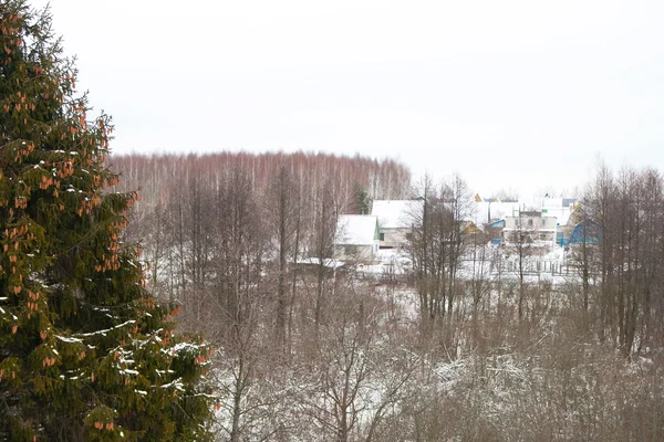 Nadelwald im Winter — Stockfoto