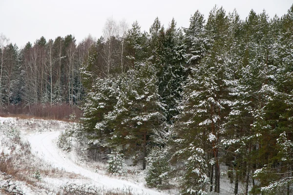 Хвойные леса зимой — стоковое фото