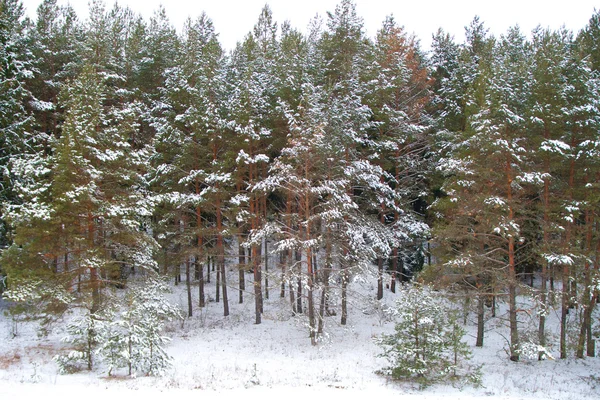 Floresta de coníferas no inverno — Fotografia de Stock