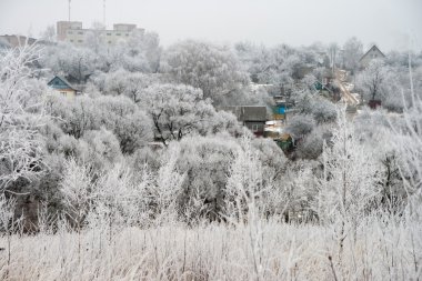 çalılar ve çim frost ile kaplı