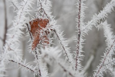 Şube frost, huş yaprağı ile kaplıdır