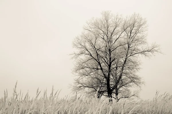 Frosted tree in the field — Stock Photo, Image