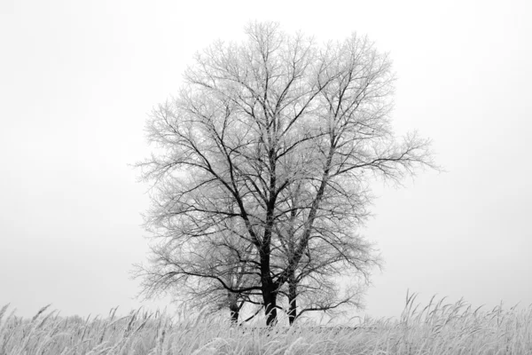Matné strom v poli — Stock fotografie