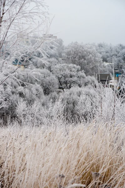 Trávy a keřů pokryté mrazem — Stock fotografie