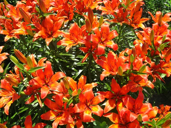 Vackra rödhåriga liljor — Stockfoto