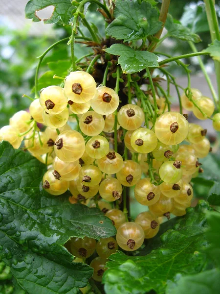 Berries of a white currant — Stok Foto