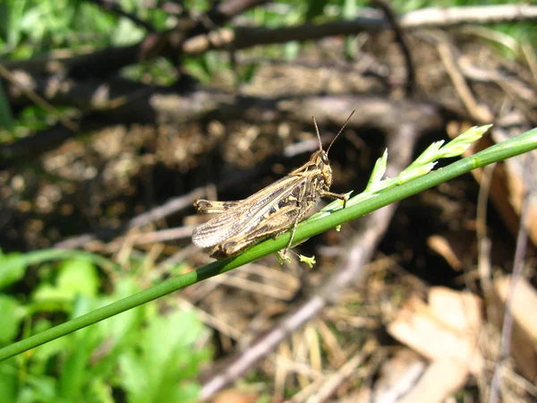 Grey grasshopper — Stock Photo, Image