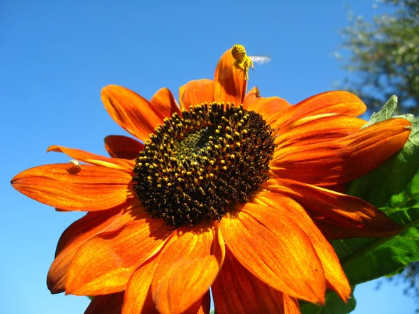 Трохи бджоли на красивому соняшнику — стокове фото