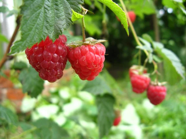 树莓红浆果 — 图库照片