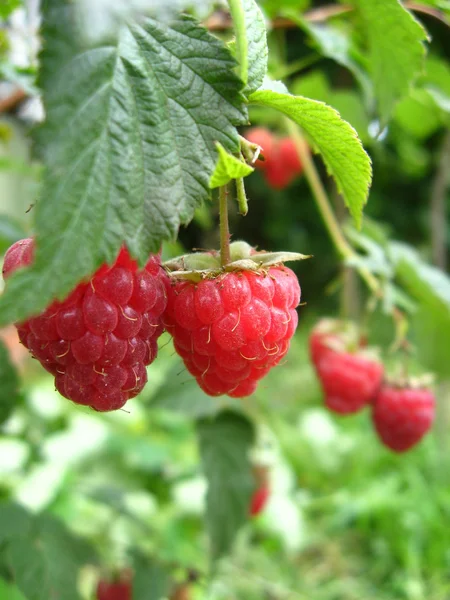 树莓红浆果 — 图库照片