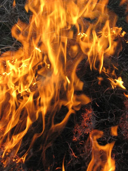 Oheň v poli — Stock fotografie