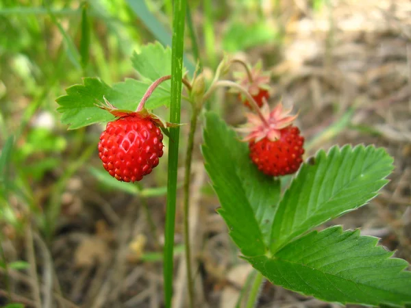 Belle fraise sauvage trouvée dans un bois — Photo