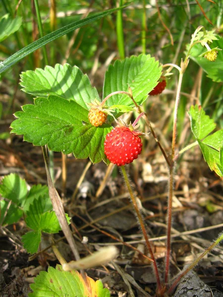 在木材中找到的美丽野生草莓 — 图库照片