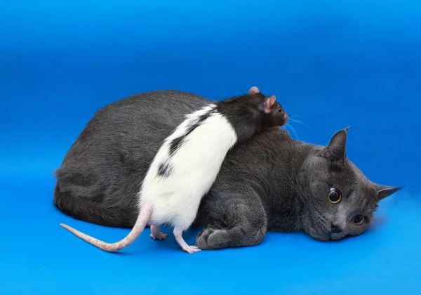 Chat gris avec un rat — Photo