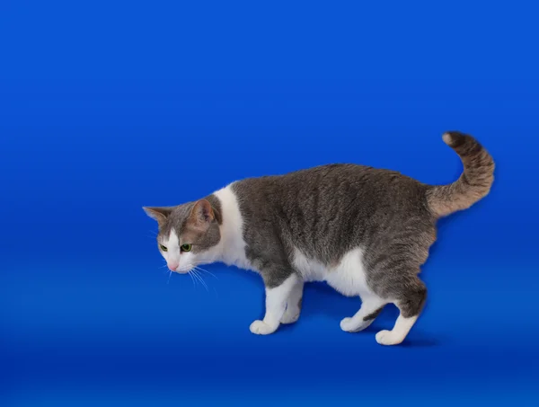 Kat op een blauwe achtergrond — Stockfoto