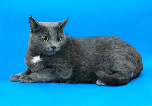 회색 고양이 여성 — 스톡 사진