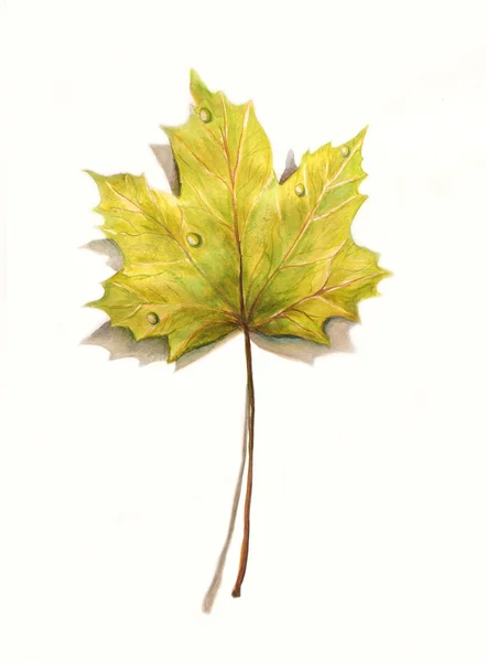 stock image Maple leaf. Watercolor painting.
