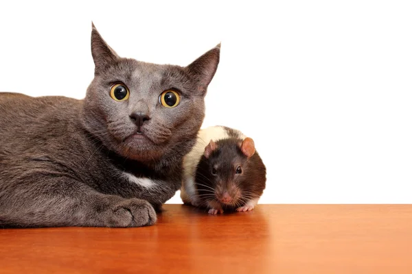 Chat femelle et rat — Photo