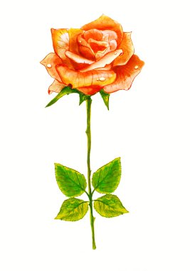 Rose. Watercolor paintig. clipart