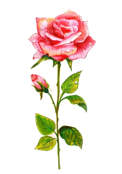 Розовая роза. Акварель . — стоковое фото
