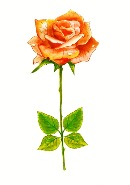 Rose. Watercolor paintig. — Stock Photo, Image