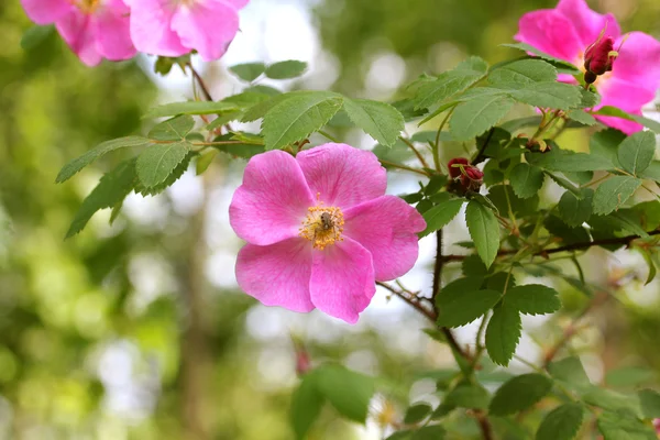 stock image Flower rose hips