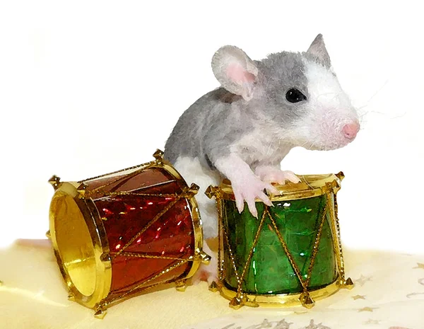 Rat plays the drums — Stock Photo, Image
