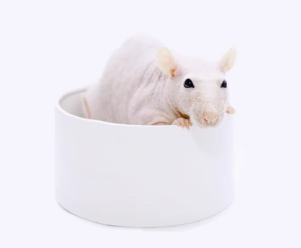 Rato semi-esfinge em uma caixa redonda — Fotografia de Stock