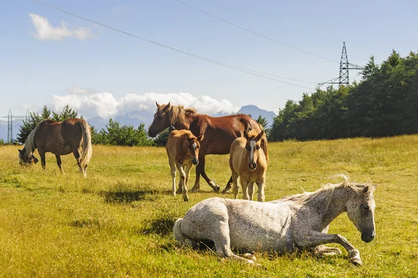 Лошади на пастбище в Аппеннино — стоковое фото