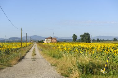 Ayçiçeği Emilia-Romagna