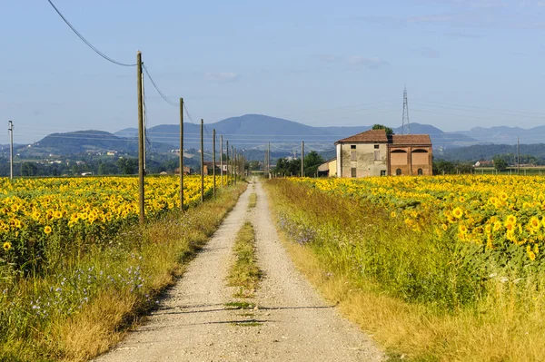 Ayçiçeği Emilia-Romagna — Stok fotoğraf