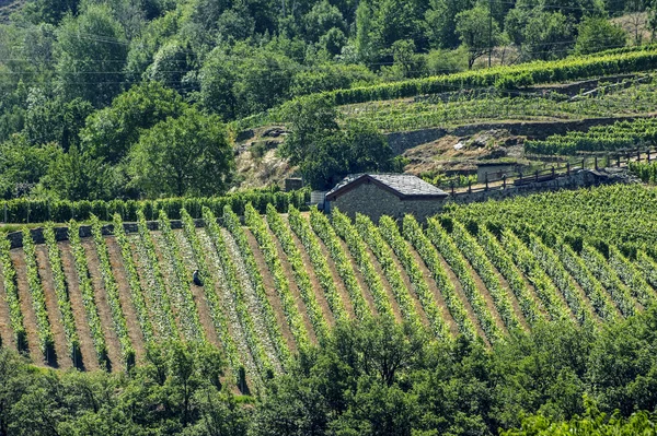 Weinberge im Valle d 'Aosta — Stockfoto