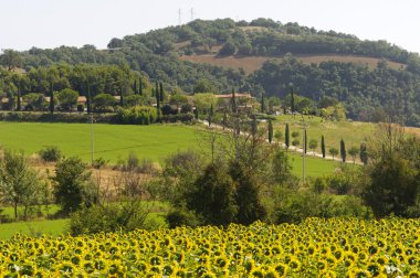 Landscape in Maremma (Tuscany) clipart