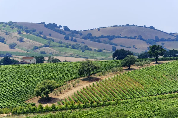 Маремма (Тоскана), виноградник — стокове фото