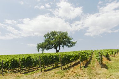 Maremma (Toskonya), üzüm bağı