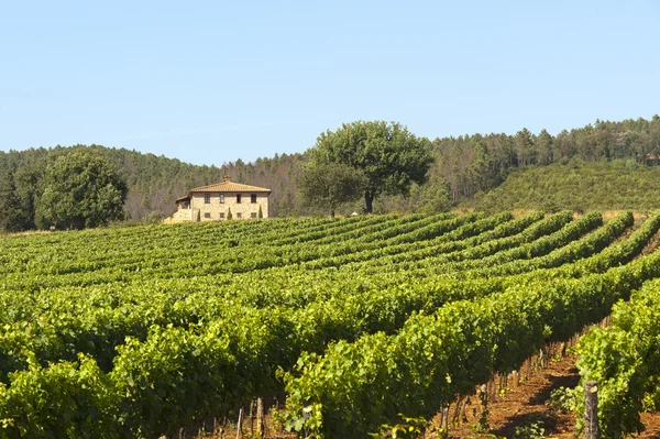 Виноградник в Маремме (Тоскана) ) — стоковое фото